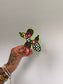 Punchy Balloon Dog
